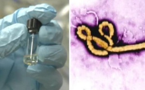 WHO chính thức thử nghiệm vaccine Ebola trong tháng 12